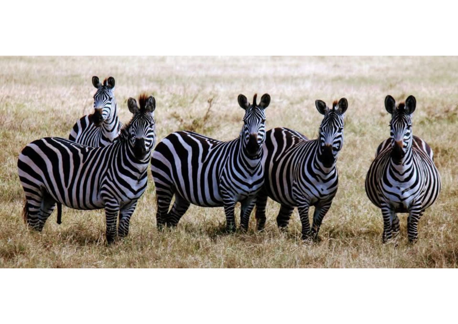 9 Days Lemosho Route